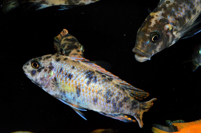 Labeotropheus fuelleborni 'Mbenji Island'